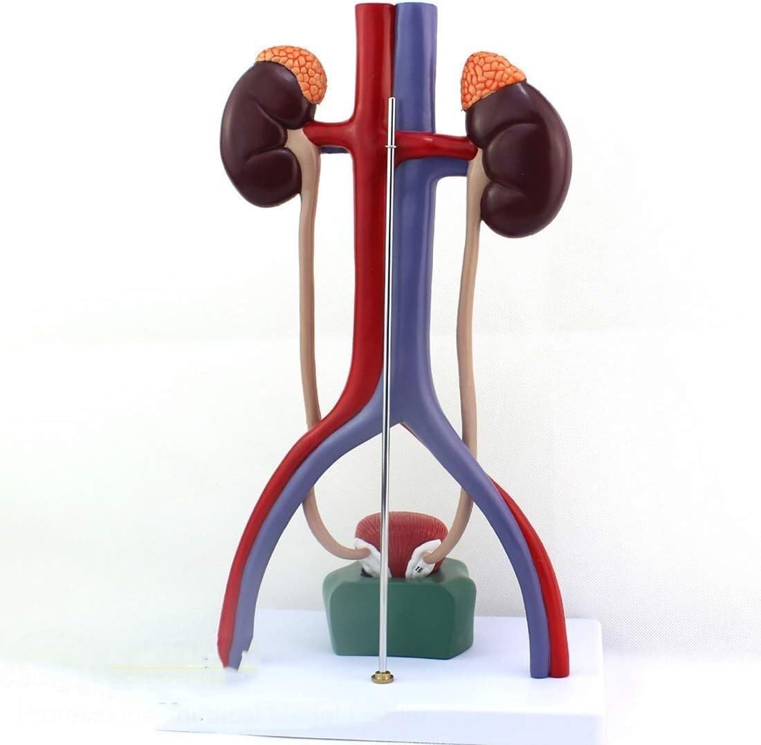 Modèle de système urinaire humain en 5 parties avec rein, uretère et vessie pour étude d'anatomie