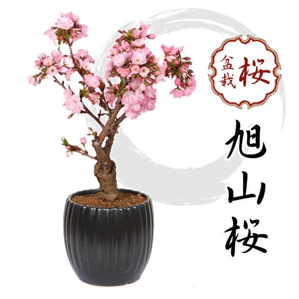 Amazon.co.jp: 遊恵盆栽 桜盆栽：旭山桜（大）*＜モダン陶器黒深鉢