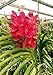 Produktbild FERRY Bio-Saatgut Nicht nur Pflanzen: Vanda SW New Year 'Red', Orchidee