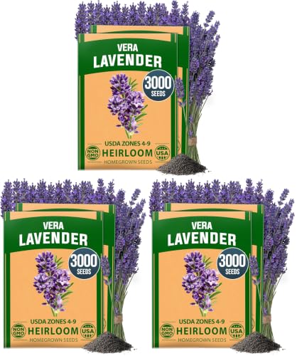 HOME GROWN Non GMO English Lavender Seeds (Pack of 3)