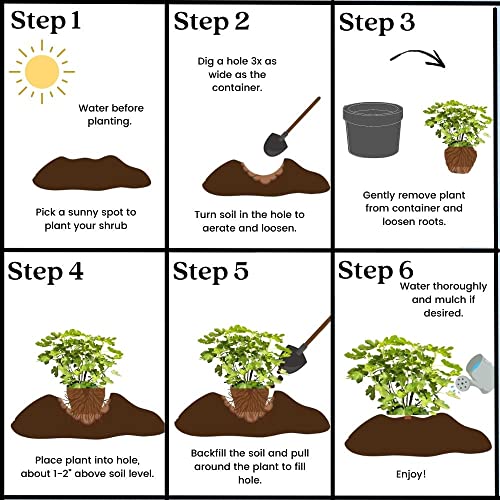 Shrub Brown Turkey, 1 Gallon, Dark Purple Figs #TOP4