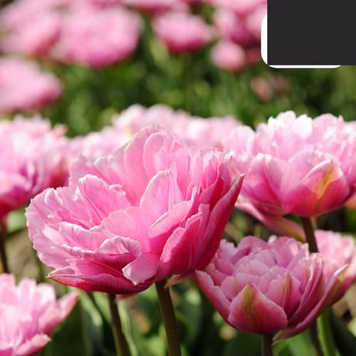 Bulbi di tulipano Columbus | 20 pezzi - Tulipano doppio Pio rosa-bianco - 30-50cm - Ø5cm - bulbo di fiore - Pianta da giardino