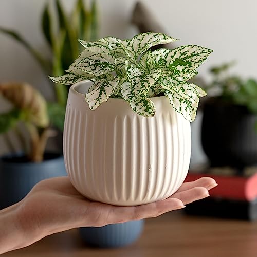 KADAX Bloempot, keramische plantenpot met decoratieve reliëf, plantenpot in 4 kleuren, bloempot voor kamerplanten van keramiek, bloempot in tijdloos design (12 cm, wit) - Afbeelding 4