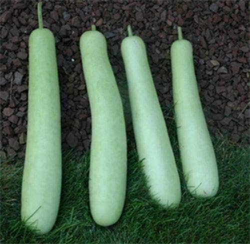 Miniatura 3 de Edịble Botella Larga Calabaza Séwds/Asiático Indian Opo Squash/Dudi/Calabash/Melón Largo - 10 Seeds_Easy_Grow