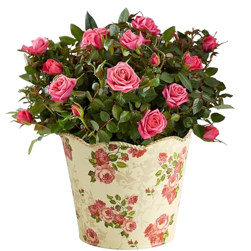 1800 Flowers – Large Classic Budding Rose | Plant Delivery