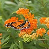 40 Butterfly Milkweed Seeds Asclepias tuberosa Native Perennial for Monarchs