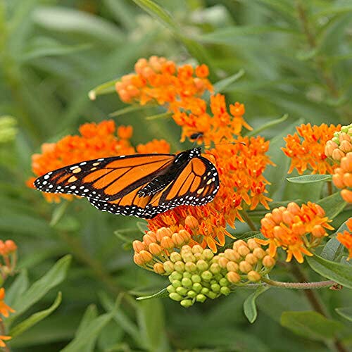 40 Butterfly Milkweed Seeds Asclepias Tuberosa Native Perennial For Monarchs #TOP17