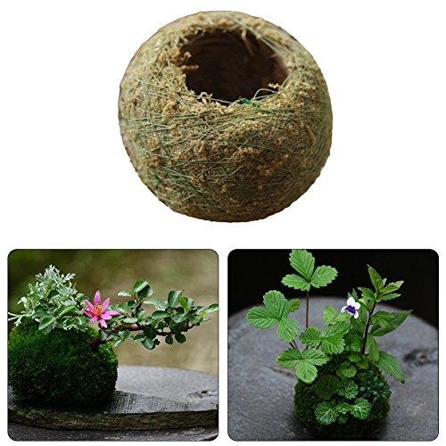 Naturel sec mousse Boule mousse bonsaï personnalisé Pot de fleurs Vert Sphaigne Substrat plantation Boule