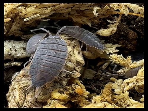 Powder Blue Isopods (Qty-20) & Springtails (8 oz Seeding Cuture) Combo Package, for Amphibian/Reptile/Invertebrate Bioactive Habitats, by Critters Direct
