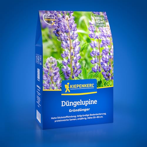 Kiepenkerl Düngelupine 1082000 – Gründüngungspflanze mit hoher Stickstoffbindung, proteinreiche Lupinensamen, 0,8 kg, ideal für Bodendüngung und Bodenfruchtbarkeit für 40 m²