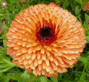 Graines De Calendula Officinalis Belles Graines De Bonsaï À Fleurs Vivaces Pour Le Jardin De La Maison Faciles À Cultiver
