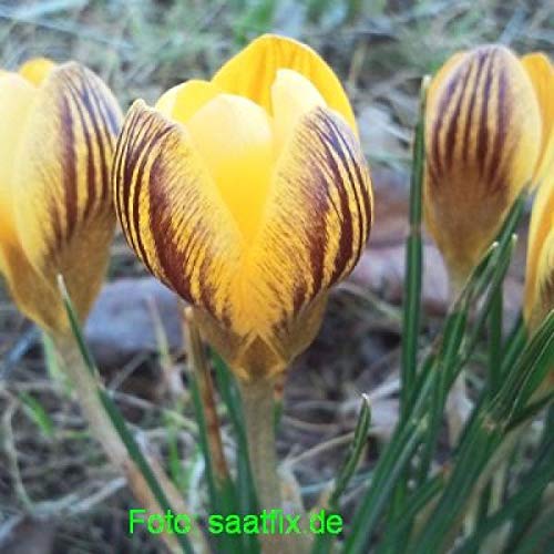 Blumenzwiebeln Krokuszwiebeln Crocus-Sortiment gelber Krokus-Teppich (150 Blumenzwiebeln)