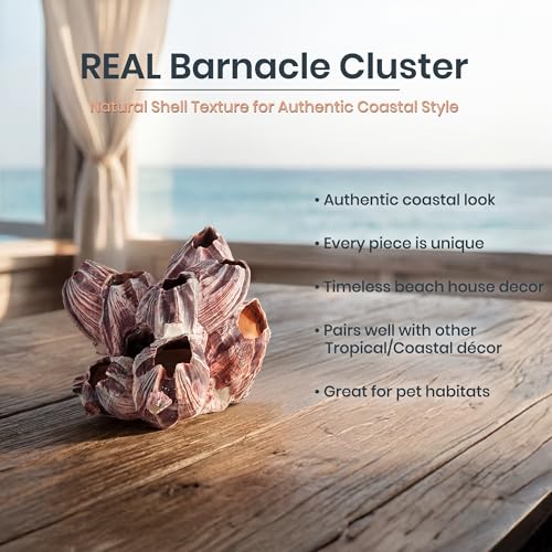 Image of Nautical Crush Trading Real Purple Barnacle Clusters (2 Pack 3-5in) for Saltwater Aquarium Decor, Natural Fish Tank Ornament, Coastal Home Decoration