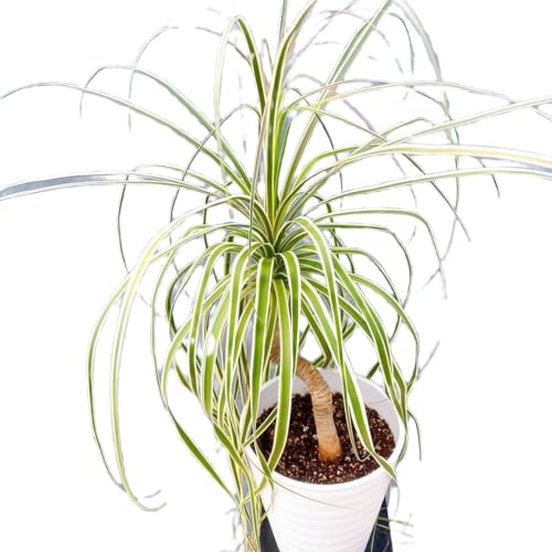 トックリラン」の人気商品一覧 | 安い商品を通販サイトから探す - 価格.com