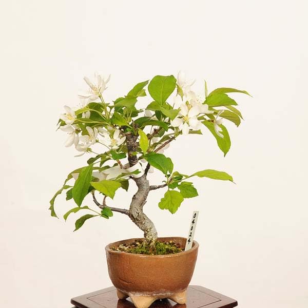 Amazon.co.jp: 遊恵盆栽：深山かいどう現品*一点物 海棠 カイドウ