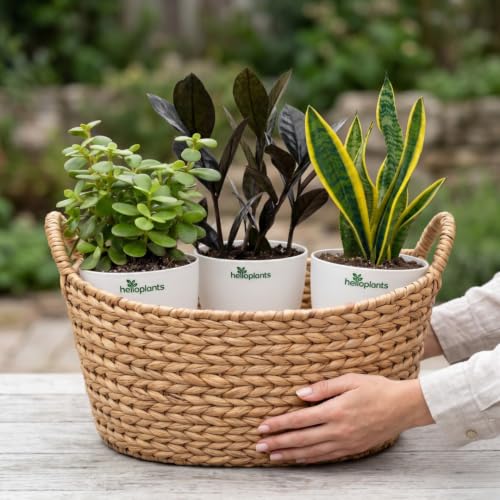 Image of Black Raven ZZ, Jade Plant & Snake Plant Live Indoor 3-Plant Combo in 4-Inch Self-Watering Matte White Pots | Hard-to-Kill, Low-Maintenance Houseplants for Home, Office & Bedroom Decor
