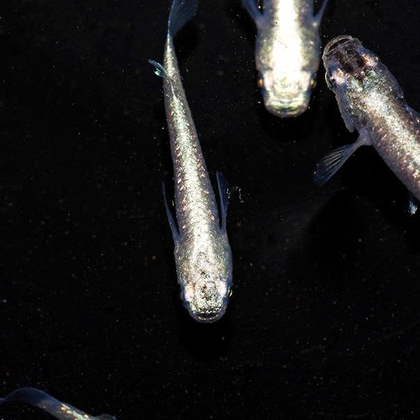 Amazon | (めだか)プラチナ ダイヤ メダカ | ネオス | 観賞魚・水中