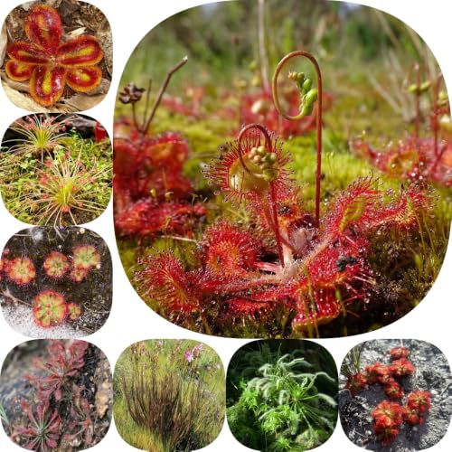 Semillas de drosera, resistentes en exteriores carnívoro, invernaderos de balcón semillas interior purificadoras aire productos sostenibles 200pcs
