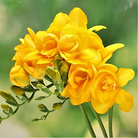 Easy to Grow Freesia 'Double Yellow' Plant Bulbs (15 Pack) - Fragrant Flowering Blooms in Spring Gardens Cover