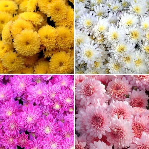 CarpetC 1000+ Chrysanthemum Seeds for Planting Perennial Hardy Mum Fall-Blooming Wildflower for Garden Beds and Containers Non-GMO Heirloom
