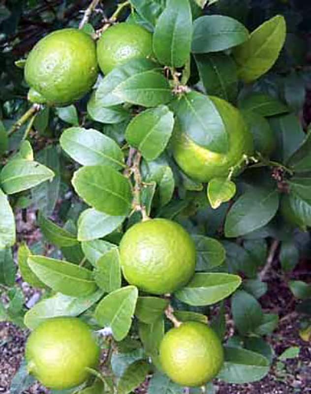 Hirt's Key Lime Tree + Certificate - 6" Pot - NO Ship TX,FL,AZ,CA,LA,HI