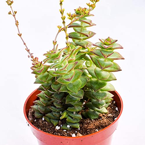 Live Crassula Succulent Plant – Fully Rooted 4-Inch Crassula Succulent (Crassula Perforata String Of Buttons) #TOP1