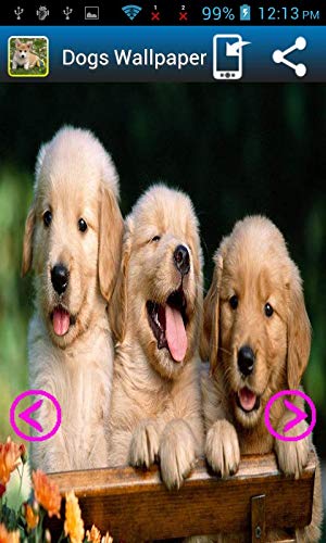 Wallpaper Of Dogs