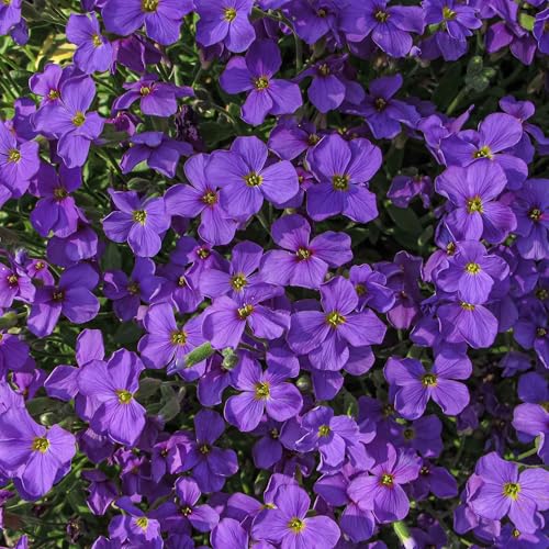 Eden Brothers Aubrieta Seeds - Whitewell Gem - Thumbnail 2