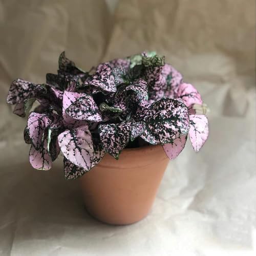 Semillas de Fittonia schaffeltii - resistentes para jardín, semillas de silvestres resistentes al exterior, Las jardín rocas son 30pcs