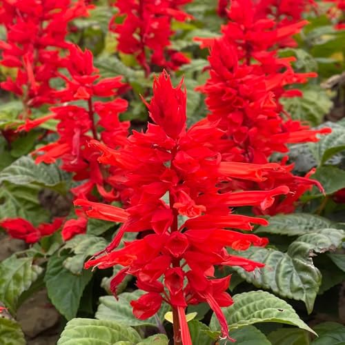 Semillas de salvia de fuego, Salvia esplendorosa, para exterior perennes semillas de variedades antiguas 500pcs