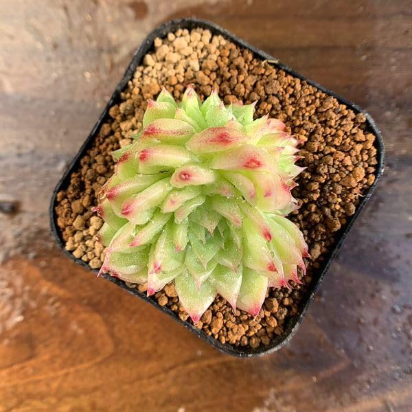 No.32 ❁マルガン×アルバビューティー❁ 抜き苗 多肉植物 寄せ植え No.32 ❁マルガン×アルバビューティー❁ 抜き苗 多肉植物 寄せ