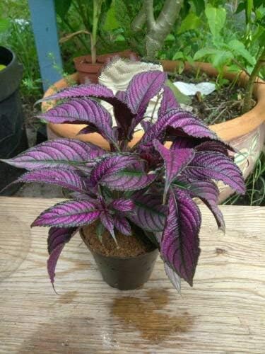 1 Persian Shield (Strobilanthes Dyerianus) Deep Purple Foliage Live Plant WCRF10