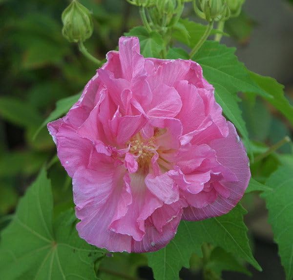Amazon.co.jp: 酔芙蓉（スイフヨウ）9cmポット苗 : DIY・工具