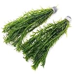 k2aqua - 20 ELODEA DENSA Stems Oxygenating Weed Live Pond Plant Water Aquarium Aquatic Plants Egeria
