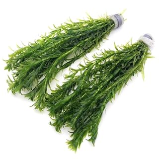 k2aqua - 20 ELODEA DENSA Stems Oxygenating Weed Live Pond Plant Water Aquarium Aquatic Plants Egeria