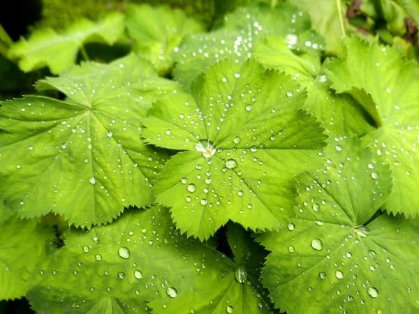 Buy4seeds Lady's - 80 Seeds - Alchemilla mollis - Perennial Flower