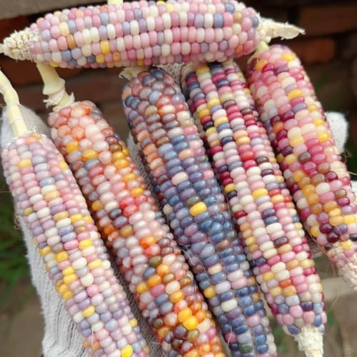 semillas de maíz coloridas - balcón de cobertura del suelo de silvestres de interior tradicionales 40pcs