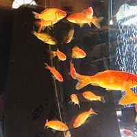 Amazon | 【生体】金魚 小姉 エサ用金魚 餌金 50匹 エサ 餌