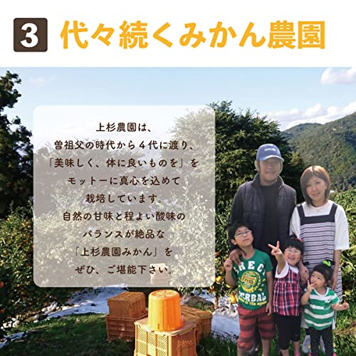 Ground village 上杉農園 みかん 5kg 訳あり 愛媛 西宇和産 の商品画像 4