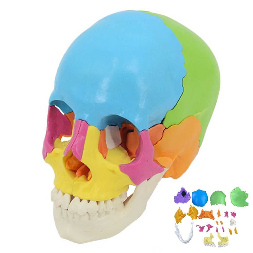 Modèle de crâne de couleur pour communication patient docteur et cours d'anatomie