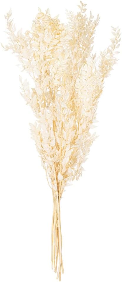 Vickerman 30" Dried Bleached Preserved Ruscus 5.25 oz. Bunch