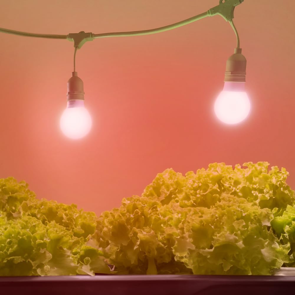 Miracle LED Unedison Lettuce DIY Indoor Grow Light Kit - 2 Red Spectrum Replace 100W Grow Bulbs, 1 2-Socket Fixture w Timer 3PCK