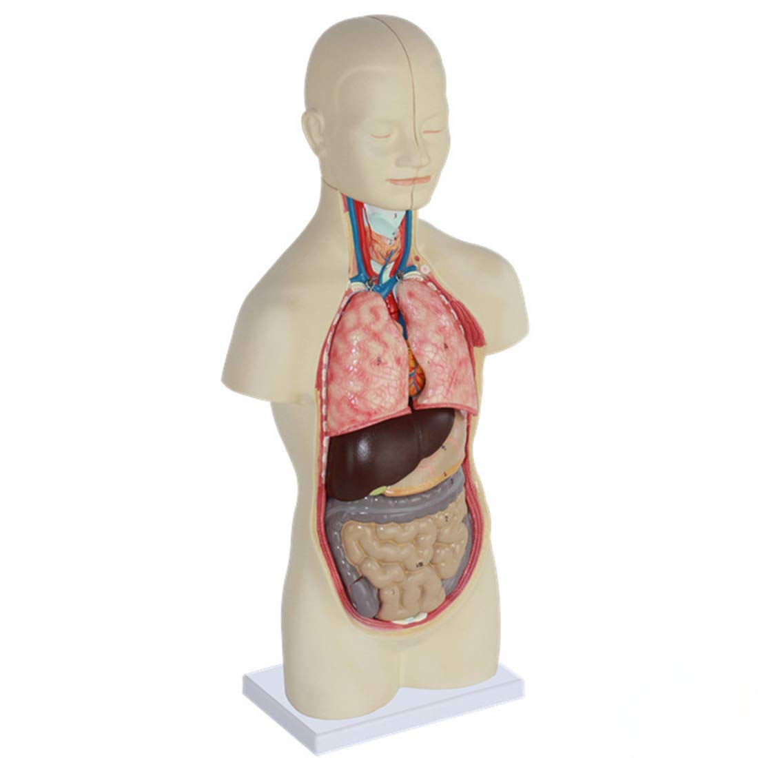 Amazon.co.jp: 人間の胴体の解剖学モデル-45Cm 分解可能な16ピースの