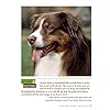 Ultimate Guide to Australian Shepherd Dogs: Origins, Care, Training, Health
