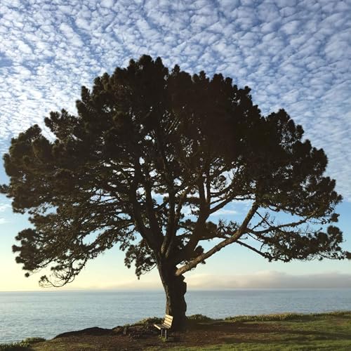 『Oh Humanity』のカバーアート