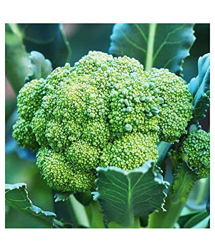 Jioo Organics Hybrid Broccoli | Microgreen Seeds | Vegetable Seeds | Home Garden Seeds (B0814ZV14Z) Amazon Price History, Amazon Price Tracker