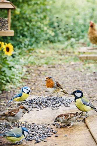 Graines de Tournesol Entières pour Oiseaux du Jardin & Basse-Cour, Alimentation Animale, Sac de 2,8 kg / 4,6 kg / 15 kg, Origine France MGI Développement...