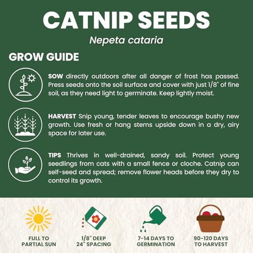 Catnip – 2,750 Premium Seeds for Planting – Fragrant Herb for Pets & Pollinators – 2026 Season – 2 Gram Pouch - Image 4