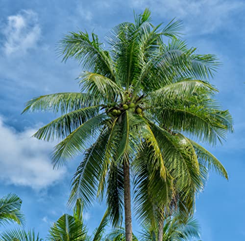 Zucchero di Fiori di Cocco Ratchaprao - 100% Cibo
