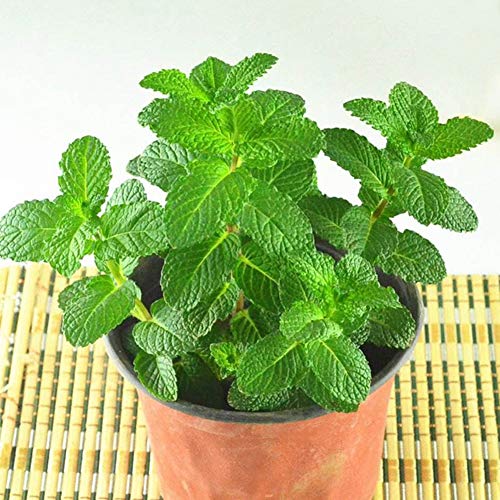 Graines de menthe verte 30 pièces Mentha spicata thé aux herbes de menthe citron colibri comestible biologique facile à cultiver des graines de plantes pour la plantation de jardin cour maison